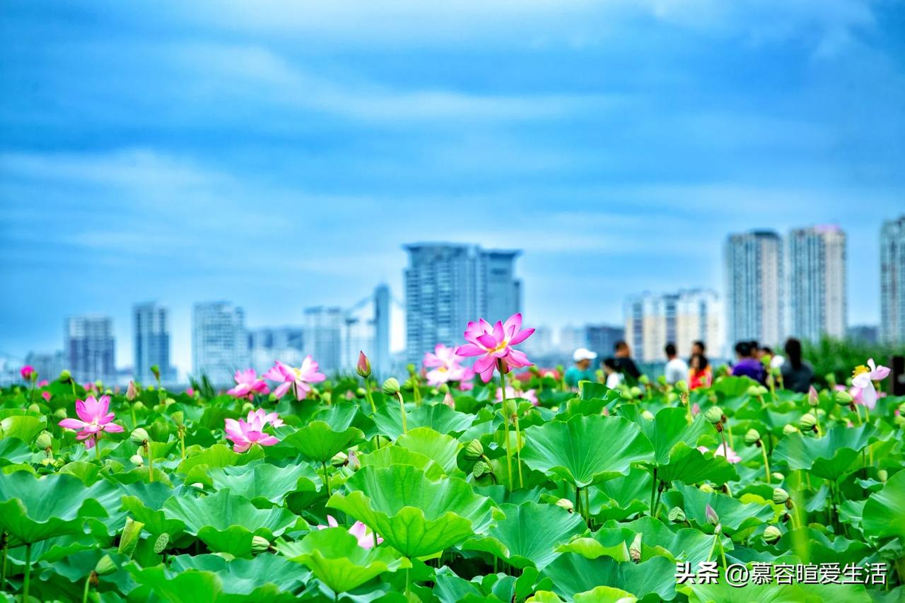 位于辽宁省朝阳市燕都新城什家子河沿岸景观带的荷花正值盛开期。今年荷花的长势十分喜