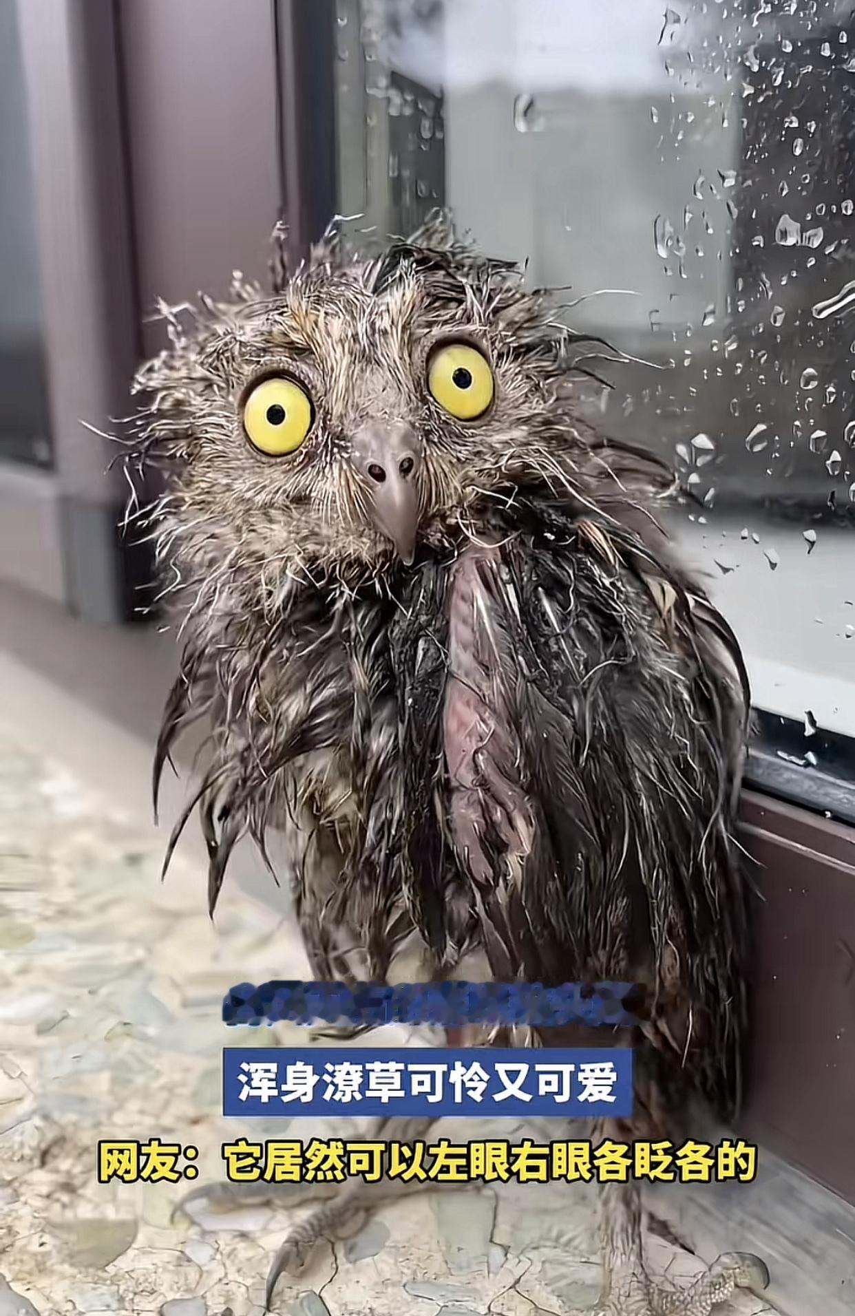 看看这只暴雨落汤小猫头鹰！这张落汤小猫头鹰图绝非AI生成，而是今年7月14日拍摄