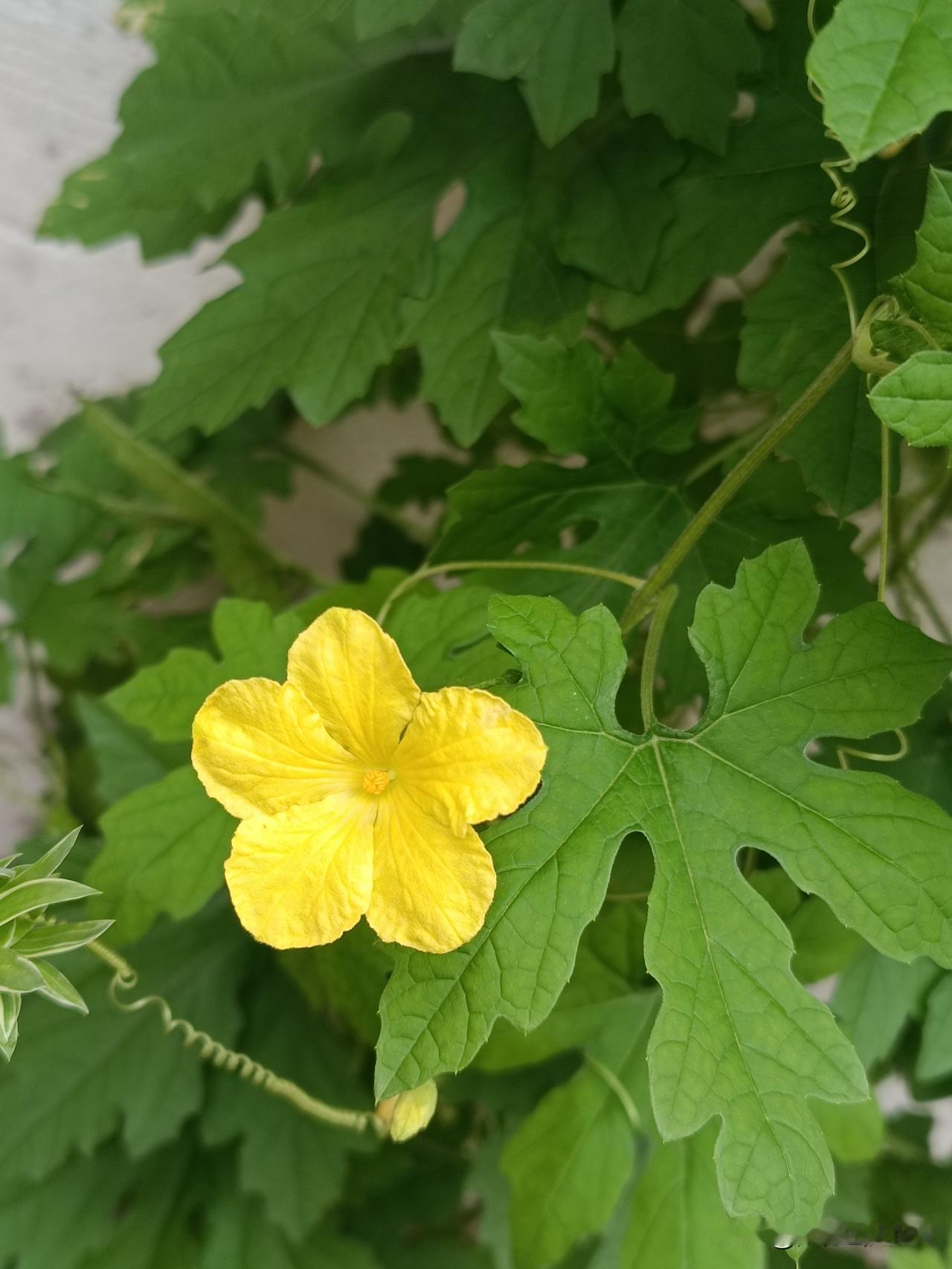 走过九曲胡同，眼前，金黄的苦瓜花绽放于藤蔓之间，质朴无华，孕育着先苦后甘的夏日清