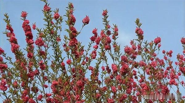 世界最大观赏桃花 "万重红" 郑州盛放
 
中国农科院郑州果树所王力荣团队培育的