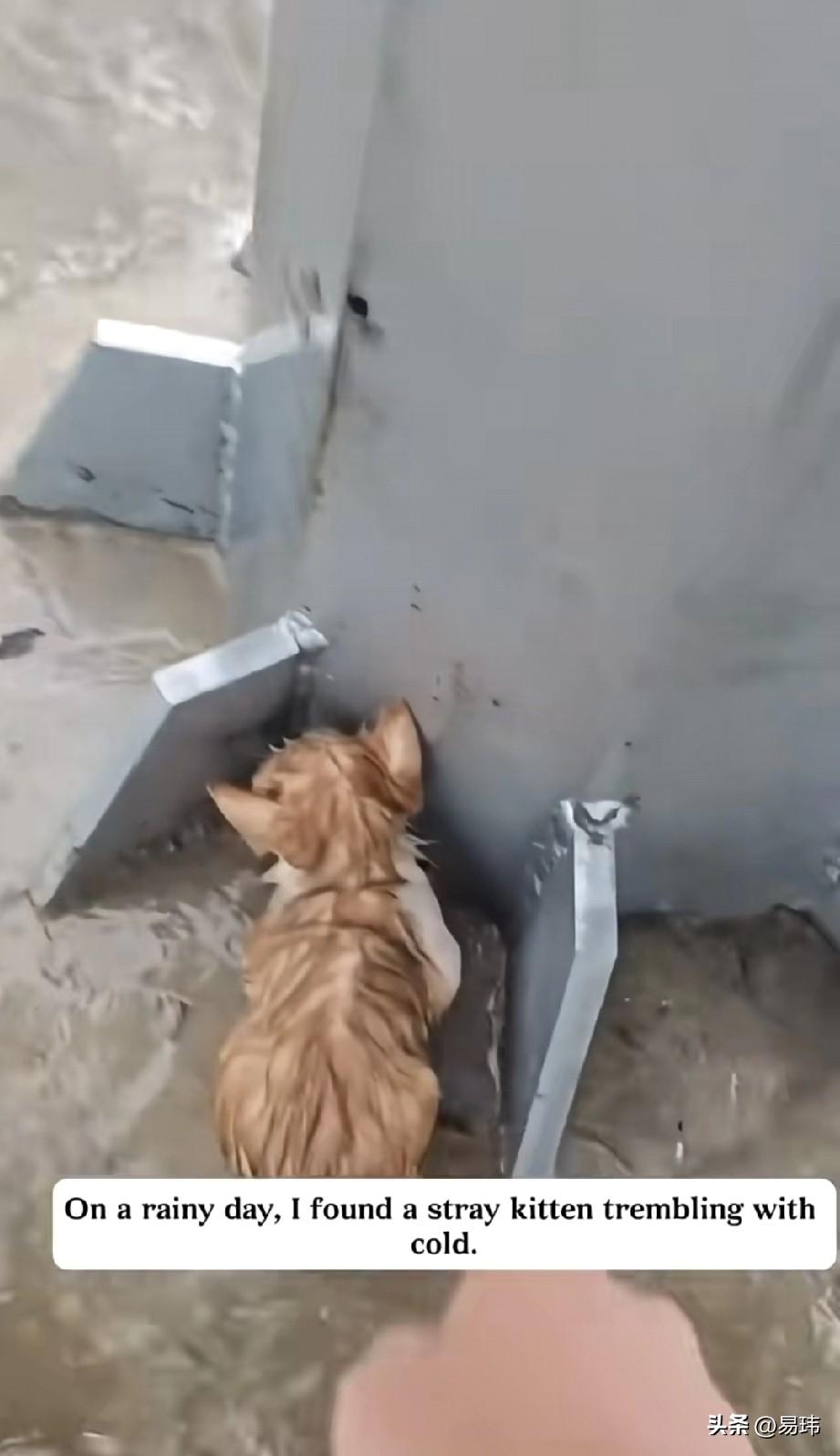 泪目了！这天一位小姐姐的家乡下起了暴雨，导致城里内涝很严重，刚下班的她走到一个信