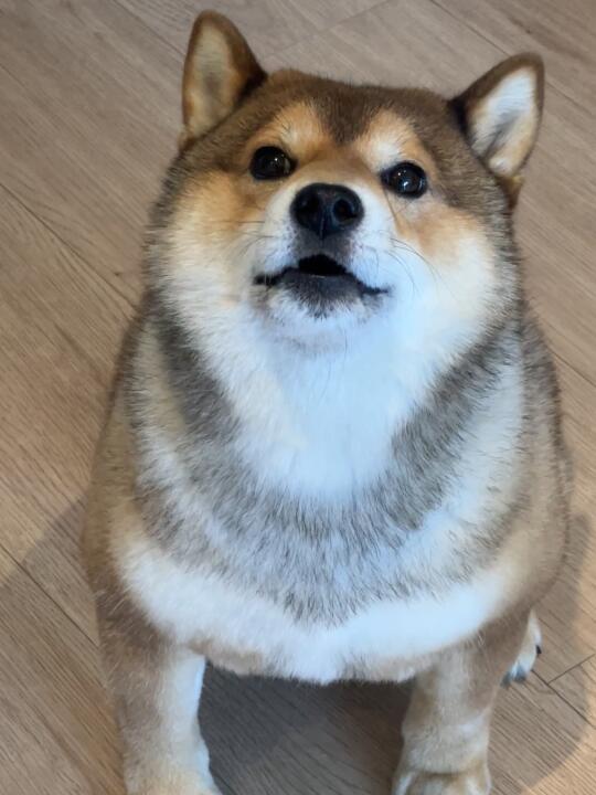 这狗嘴可太碎了