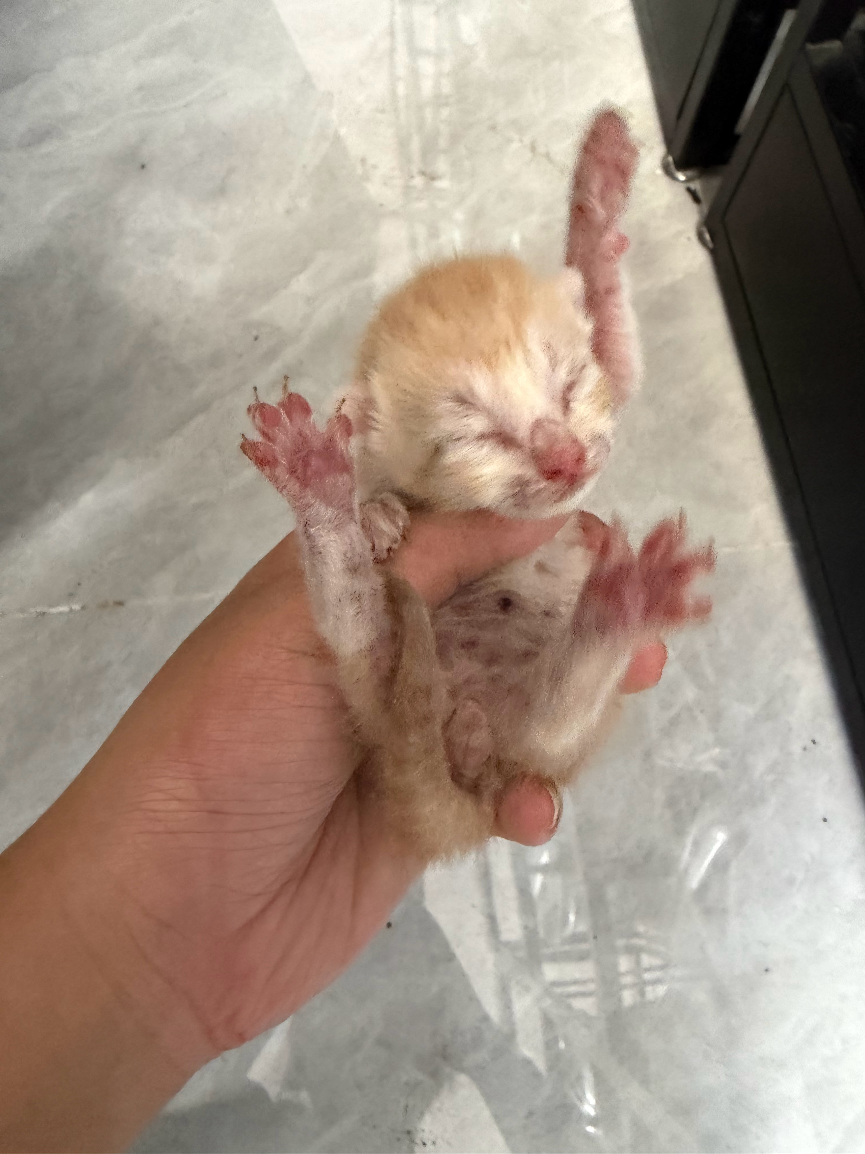 快到模糊，似乎是公橘 