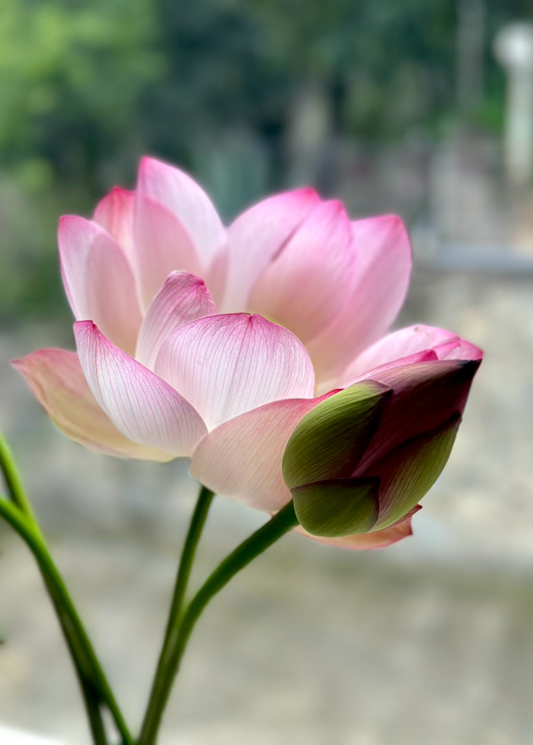 昨儿随意放在窗台，结果一早醒来的惊艳感——真个领略到“蓬荜生辉”的贴切像请了几株