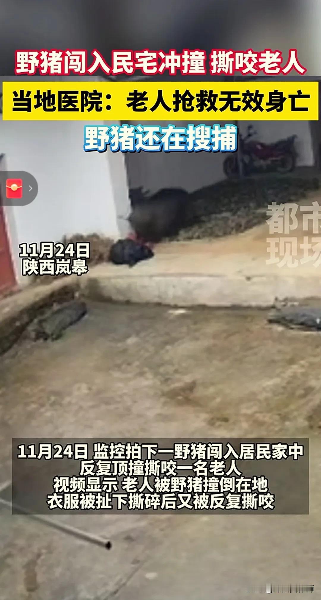 陕西安康，一头大野猪闯入村民家行凶，致使一名老人死亡，旁边的三只猎犬，引发关注，