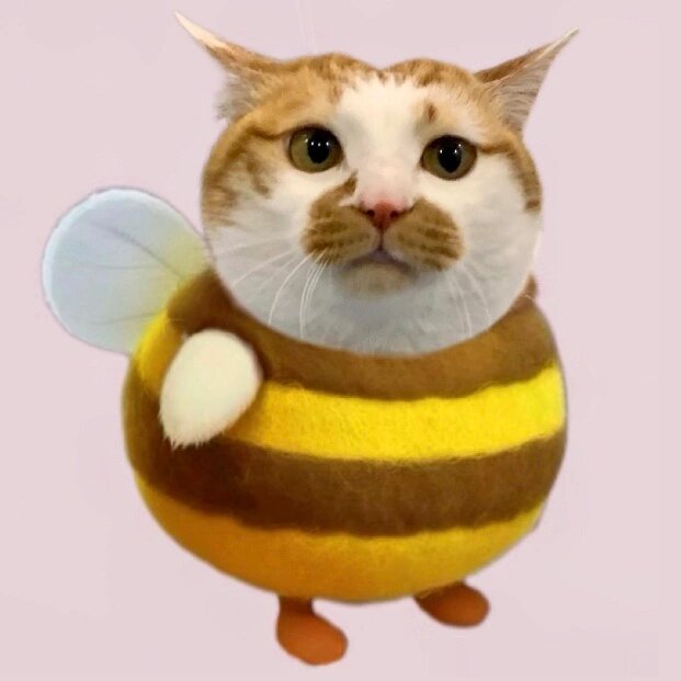 小咪疯 ​​​