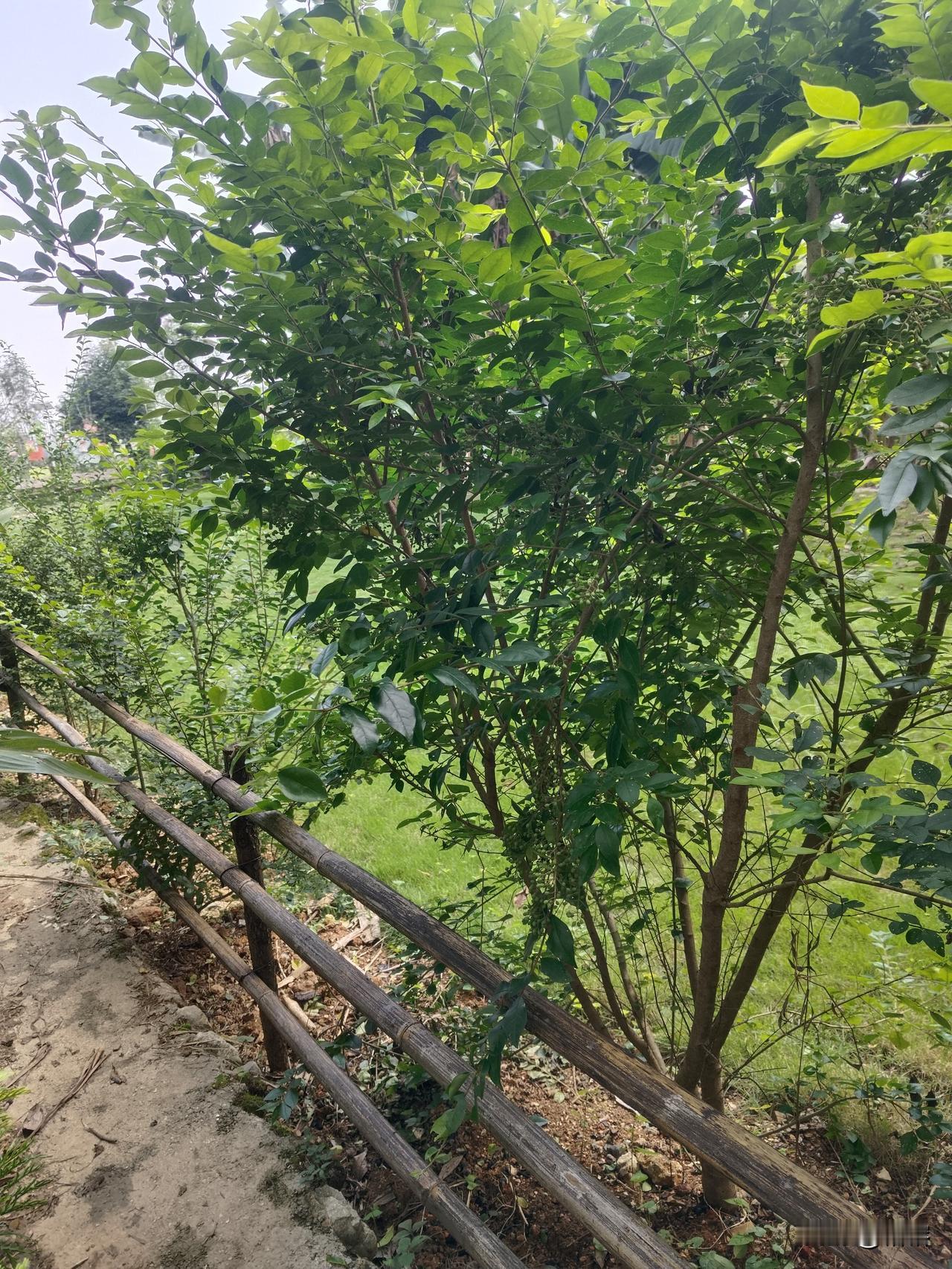 真不敢相信！去年这棵小苗，今年长得这么旺！
还记得去年移栽过来的时候，细细小小的