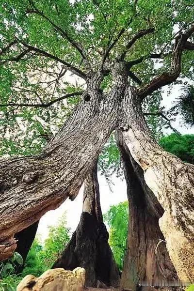 当你发现孩子总觉得无聊时
也不喜欢出去玩
尤其是离开手机和电视都不知道干什么 