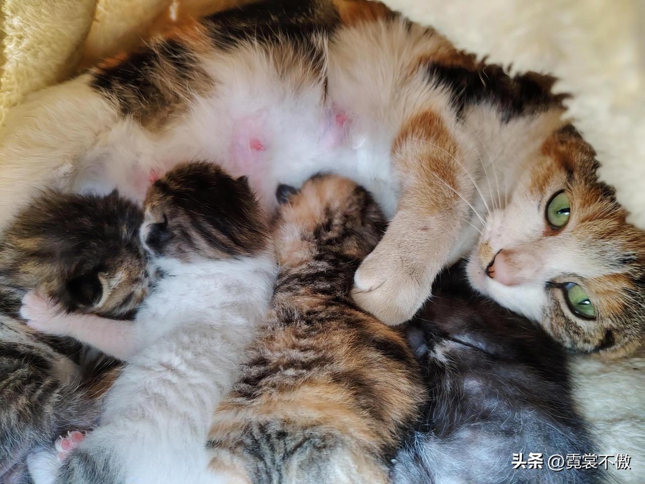 流浪猫妈妈正给四只小奶猫哺乳。小家伙们紧紧围在妈妈身边，小脑袋一拱一拱地找奶，肉