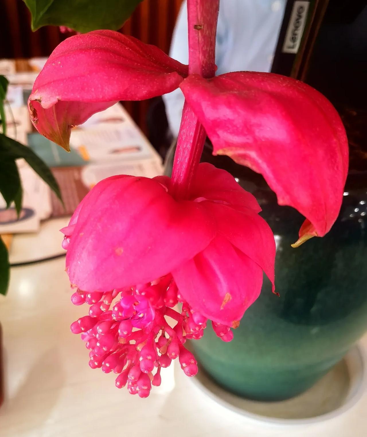 春日生活打卡季医院大厅的的花，开了4-5朵，娇艳欲滴，魅力四射。什么花？不认识。