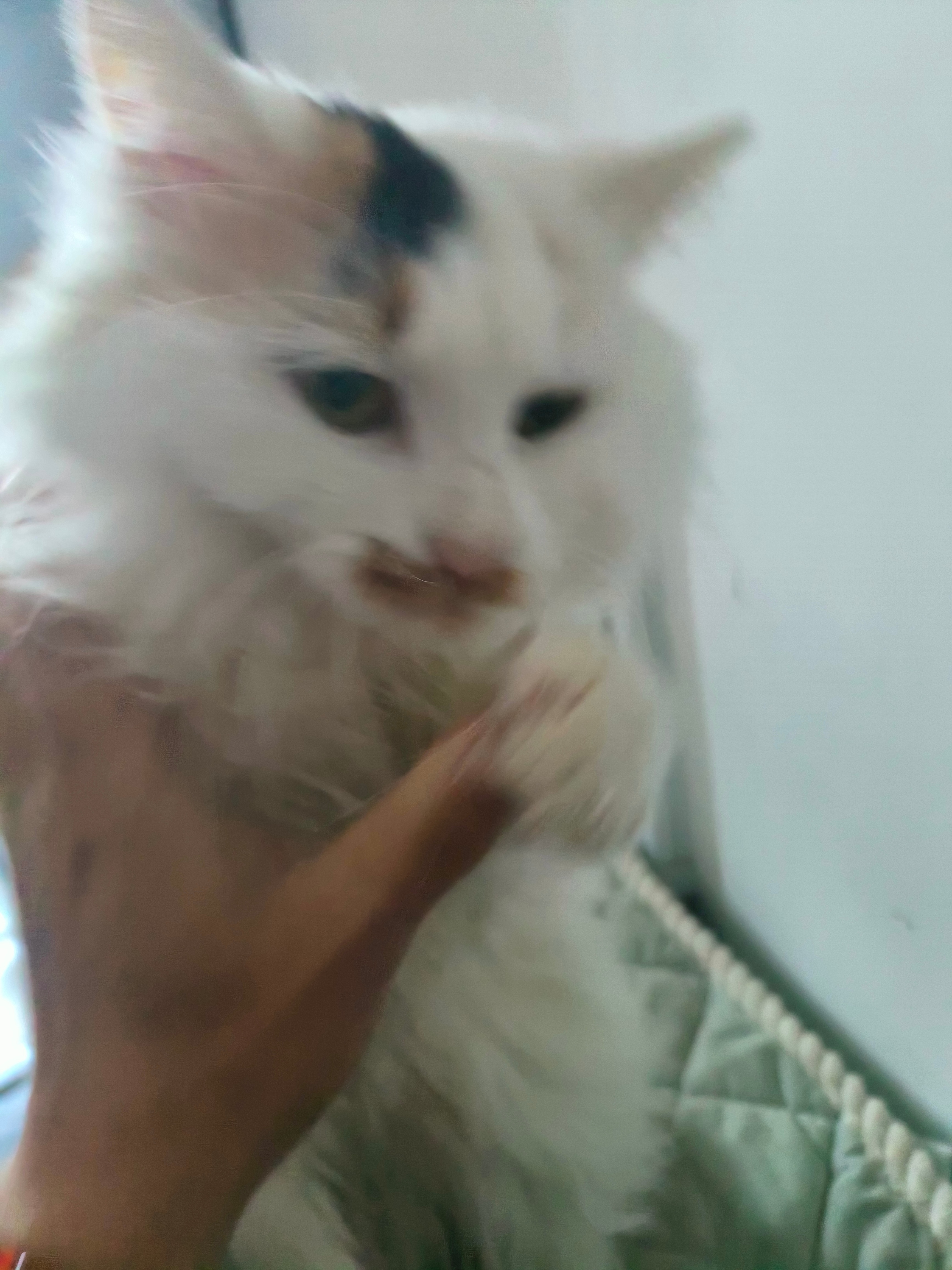 这只“自带表情包”的长毛崽，额头的黑纹像天生的“小刘海”，嘴边的棕斑又凑成了软乎