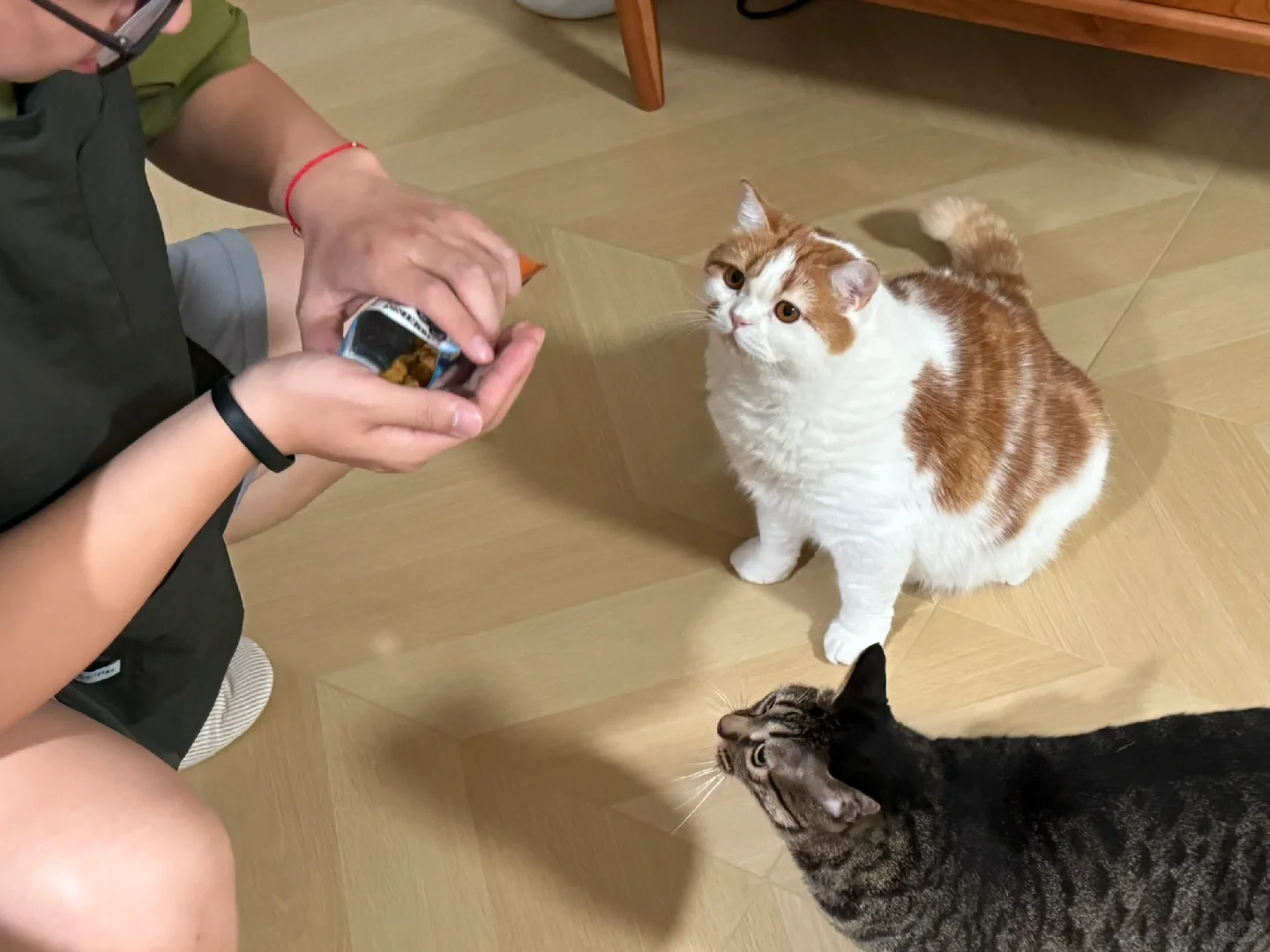 🐱：oh我尊贵的客人