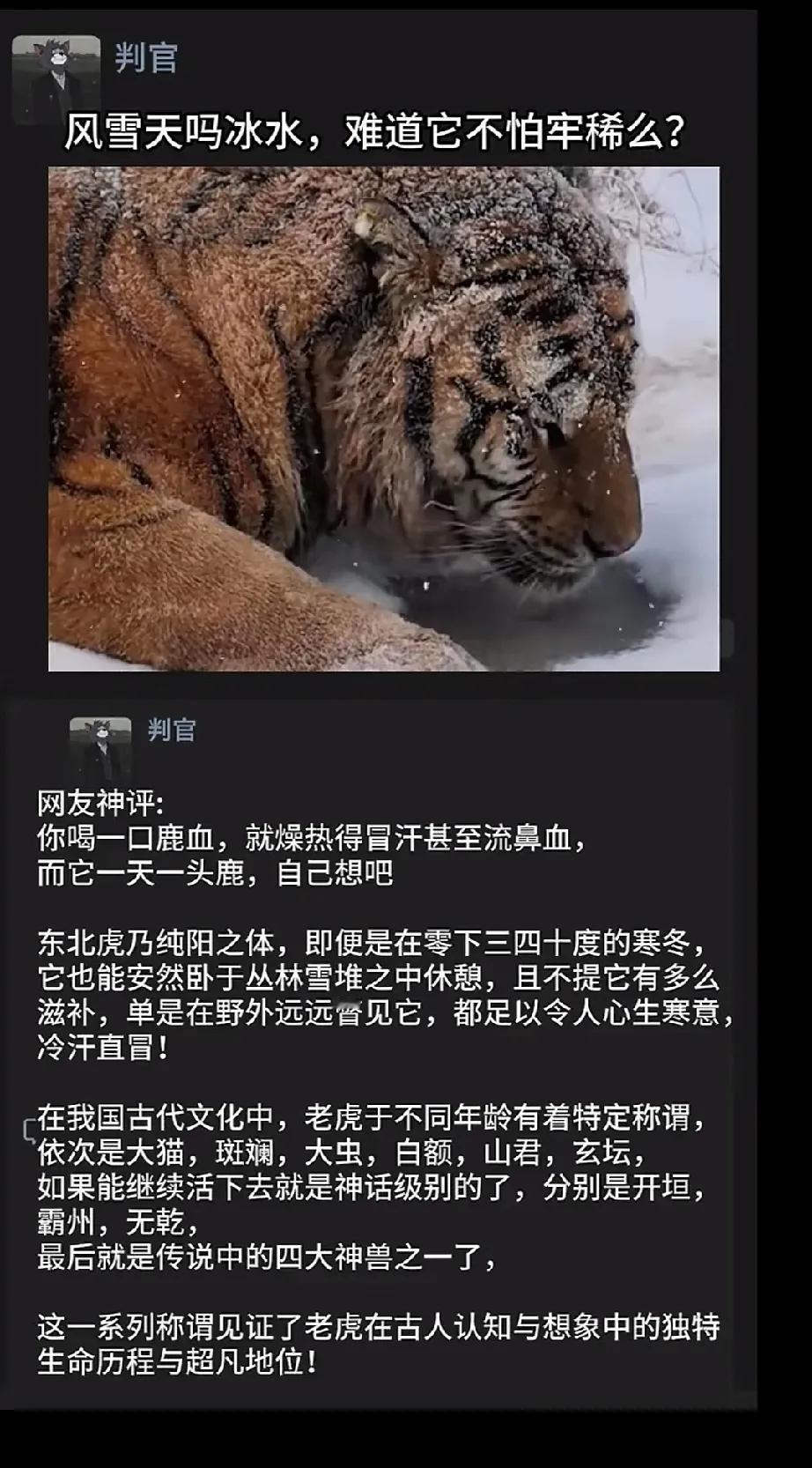 有的人一口鹿血没准就流鼻血
而老虎🐅一天一头鹿都没事
冰天雪地卧雪而眠
也没见