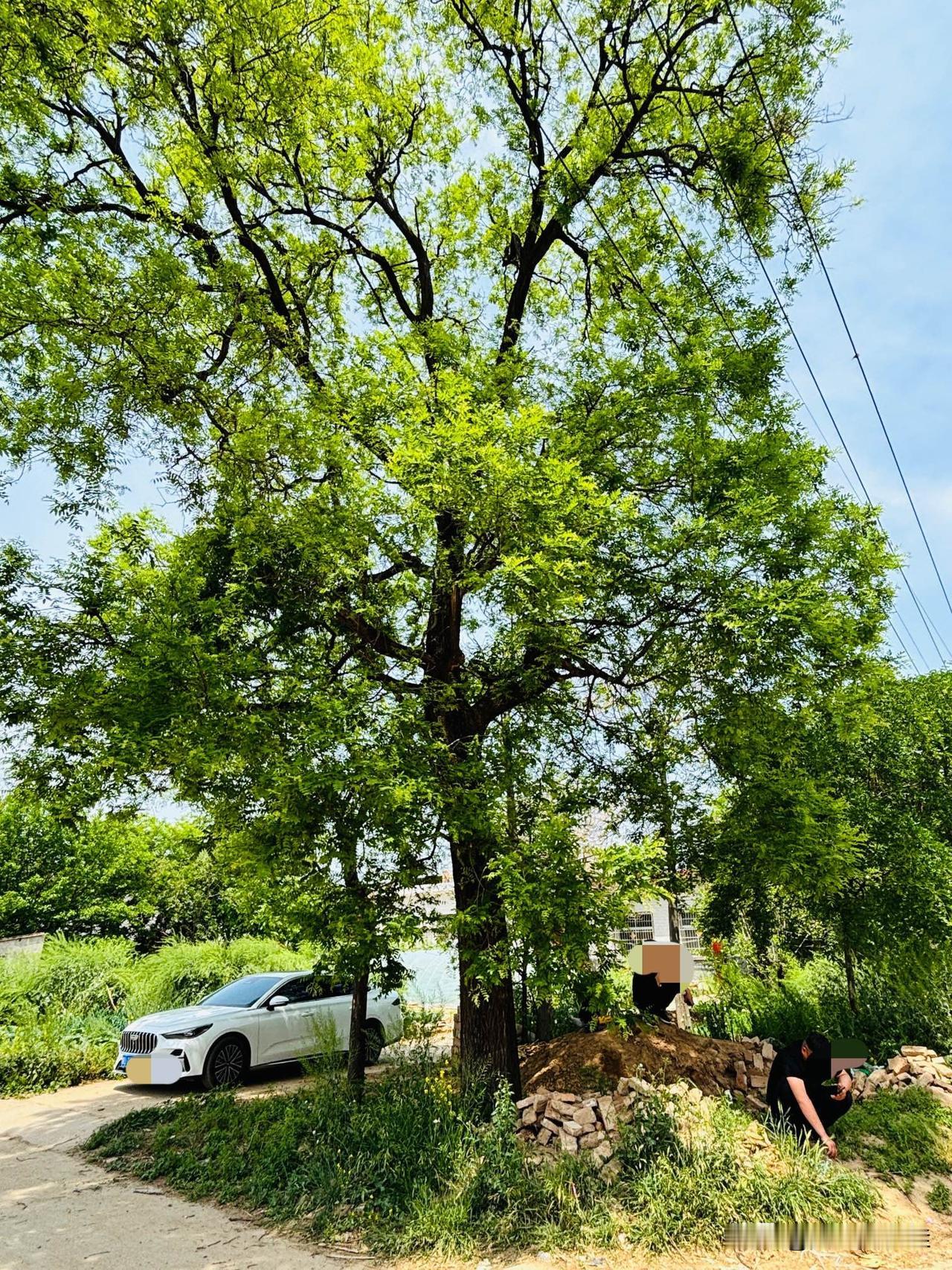 我在村口的大槐树下，等你们来唠嗑！
大槐树寻根溯源 村口那颗树 大槐树风景戳