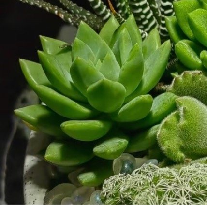 多肉植物的种植方法一、土壤选择多肉植物喜欢疏松、排水良好的土壤，可以选择多肉植物