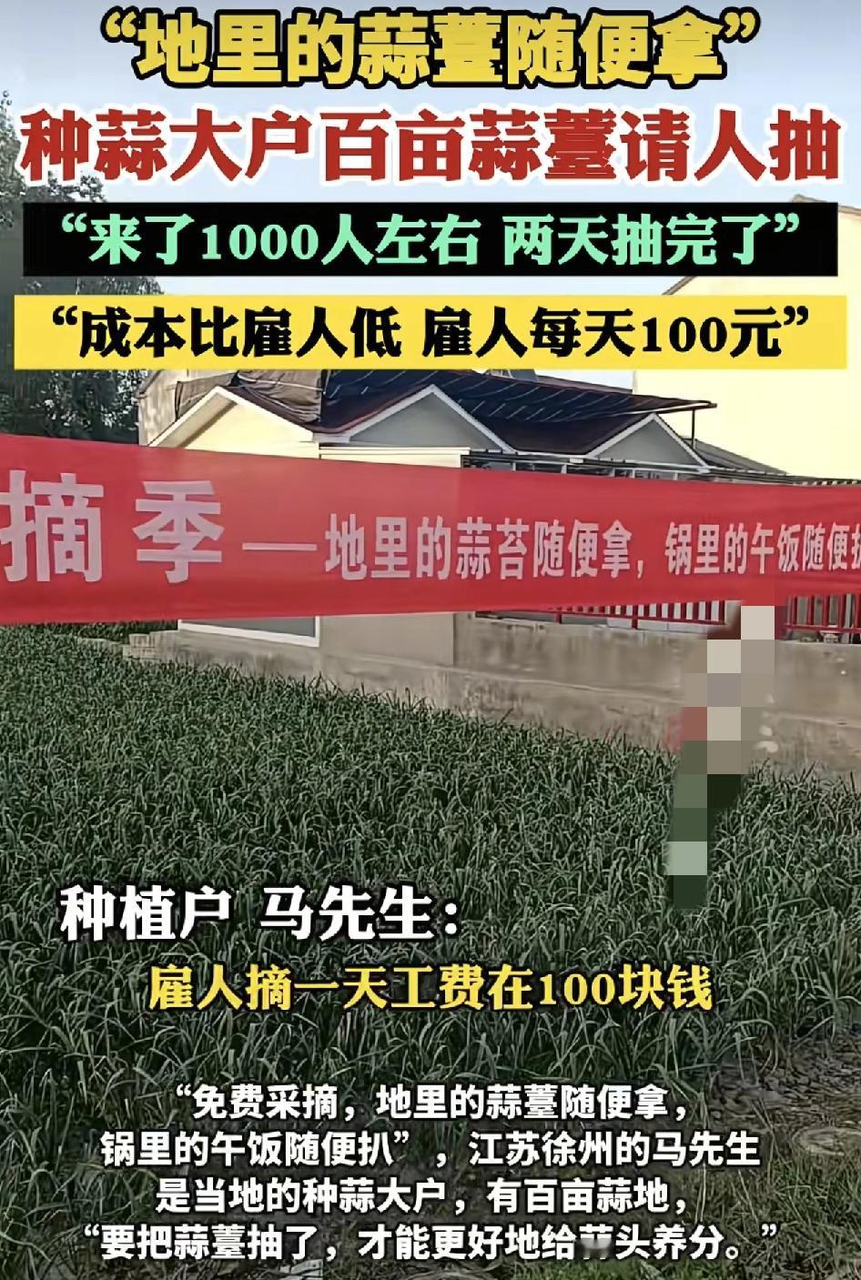 江苏徐州一位网友是当地的种蒜大户，但是长出来的蒜衣只有摘走了，才能给地里更好的养