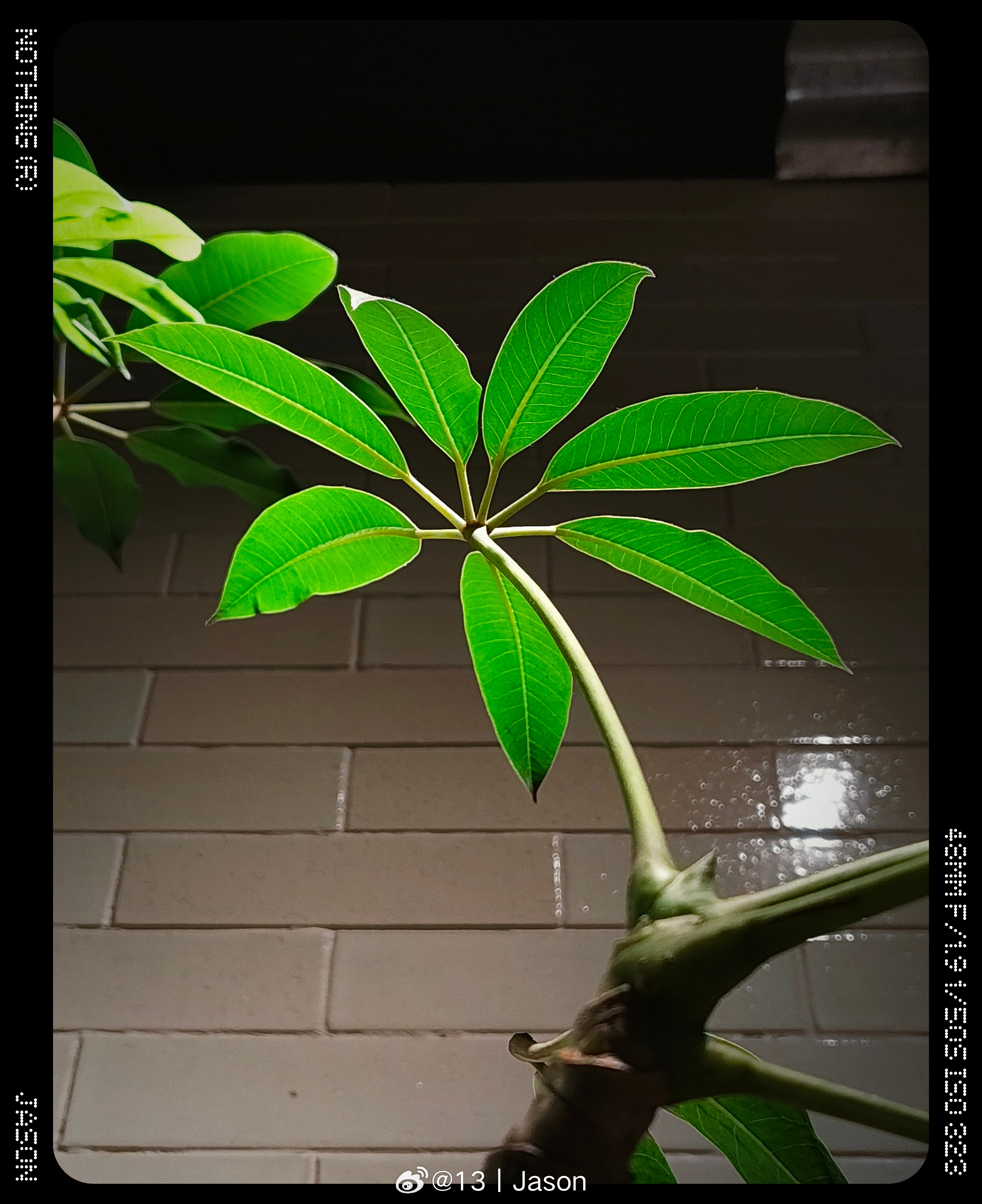 Nothing Phone 4(a)影像的风格化很显性，呈现的色调基本上是建立在