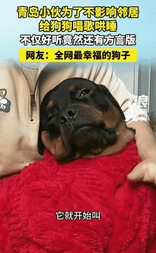 太离谱了！青岛铲屎官这操作直接暖哭我！
 
自家狗狗晚上爱吼叫怕扰民，
大哥没打