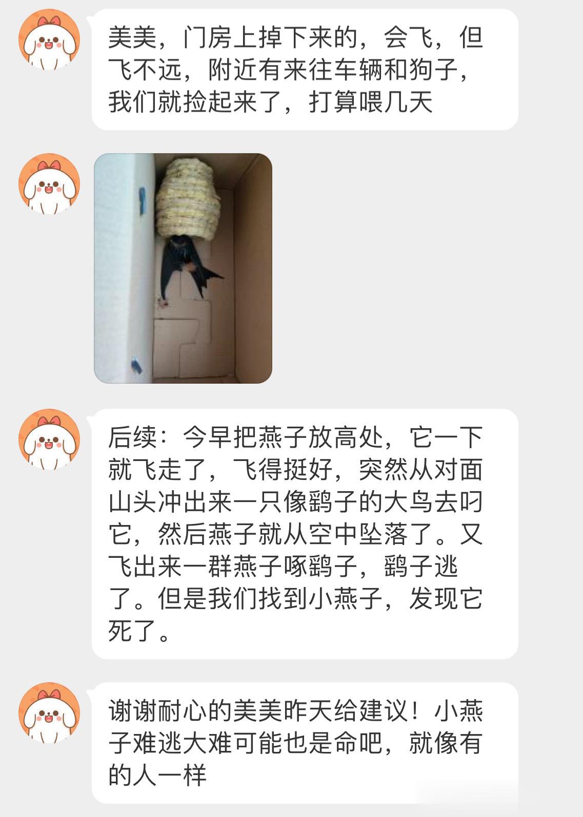 不是很幸运的金腰燕小燕子来世再飞。 ​​​