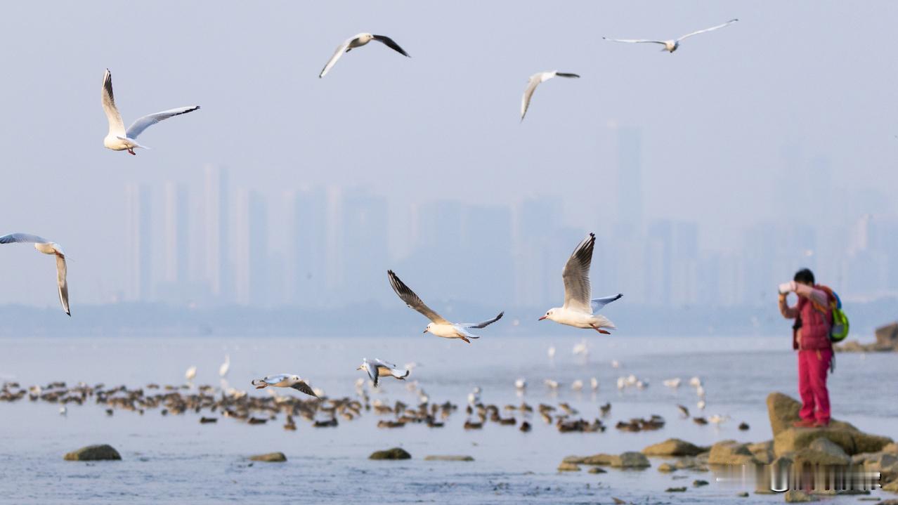 观鸥
千里远行至海疆，为寻鸥影兴悠长。
深圳湾边风送暖，白鸥飞舞映天光。
翩翩羽