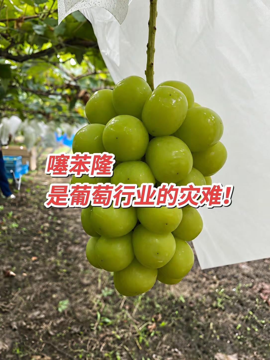 把噻苯隆推上神药的人都是那些人和组织机构？阳光玫瑰
