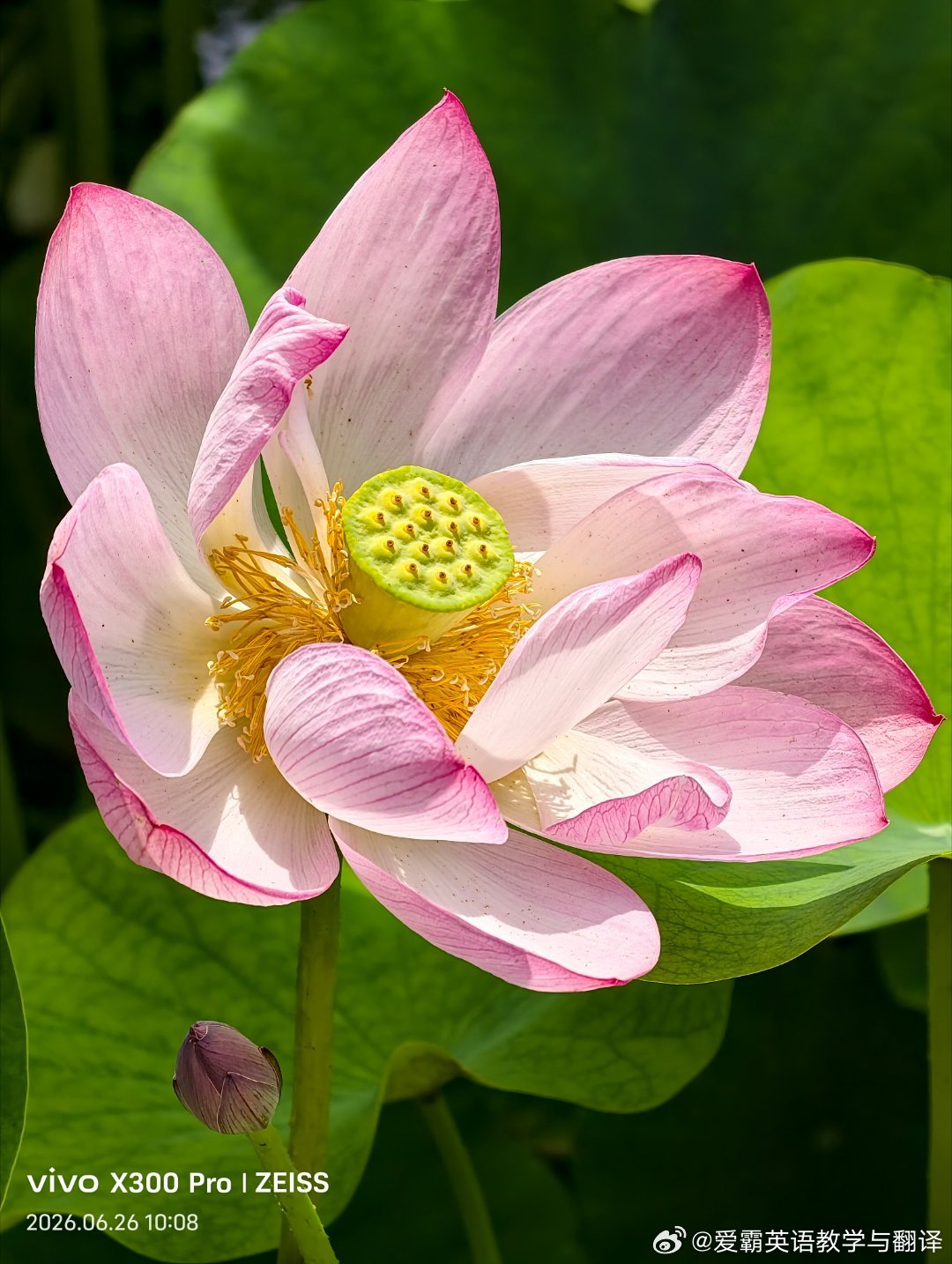 阅己是根基，越己是追求，而悦己，便是人生最终的归宿。人活一世，不是为了迎合世人的
