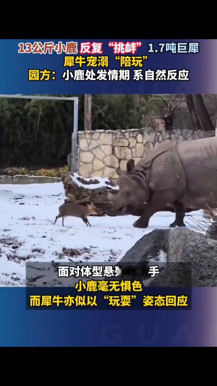 13公斤小鹿反复"挑衅"1.7吨巨犀，犀牛宠溺"陪玩"。园方：小鹿处发情期系自然