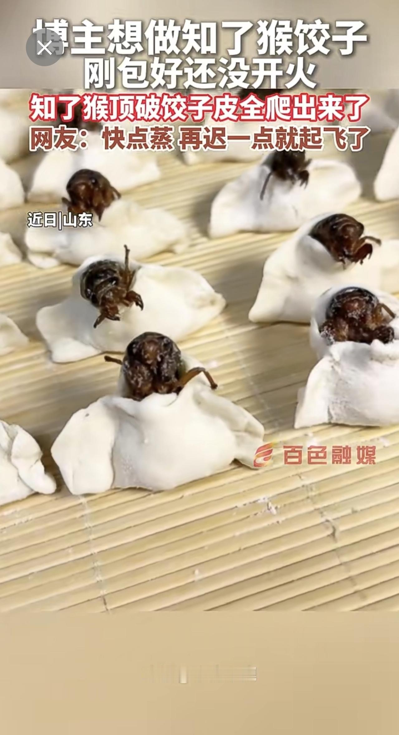 博主想做知了猴饺子，刚包好还没开火，知了猴顶破饺子皮全爬出来了——网友：快点蒸！