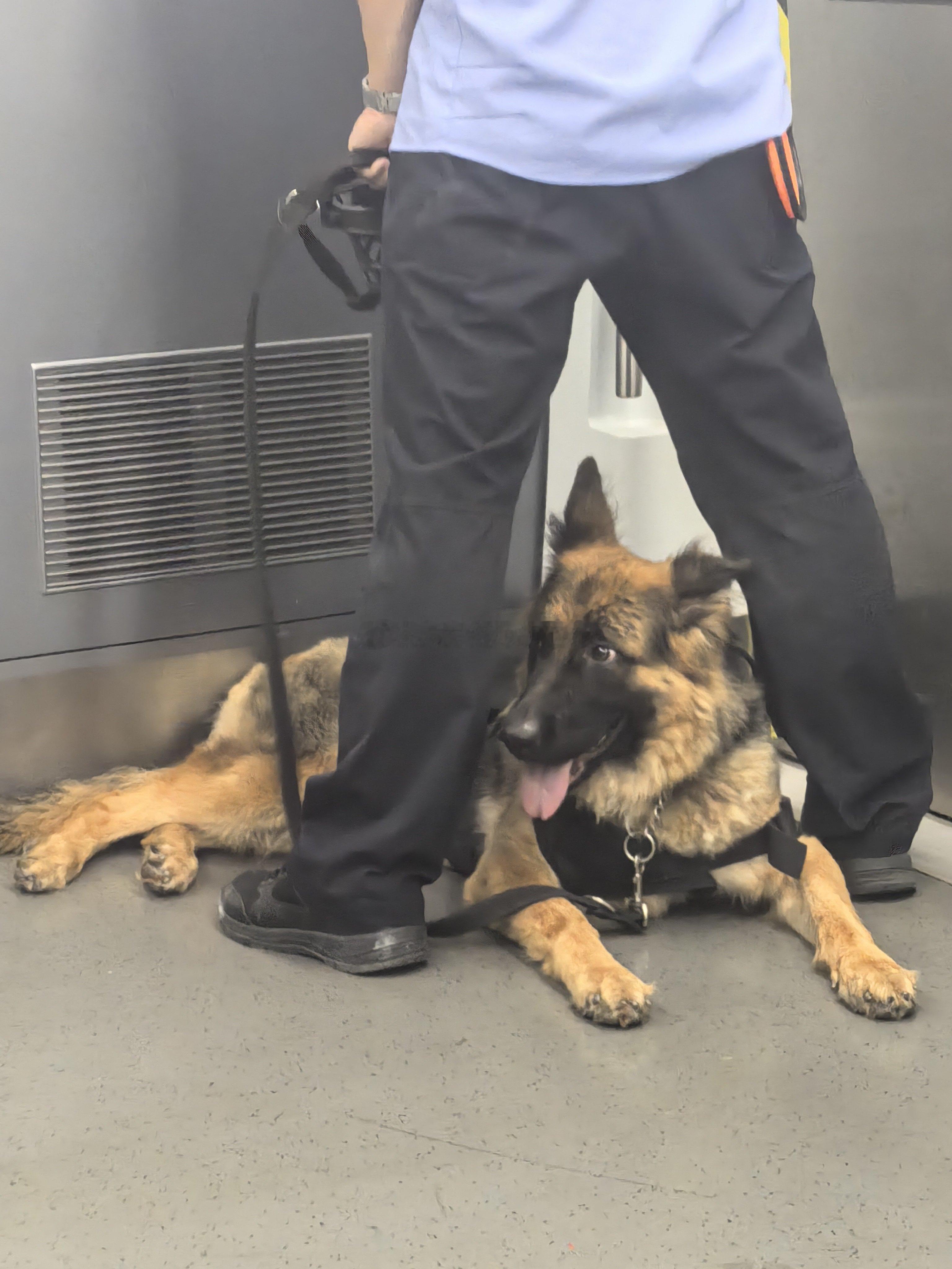 保卫人民安全的警犬！ 