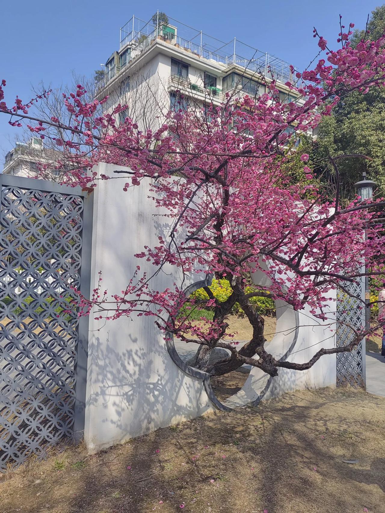 半山梅园梅花绽放，梅花迎春，满园春色红烂漫。梅花是春的使者，梅花是春天的标志。