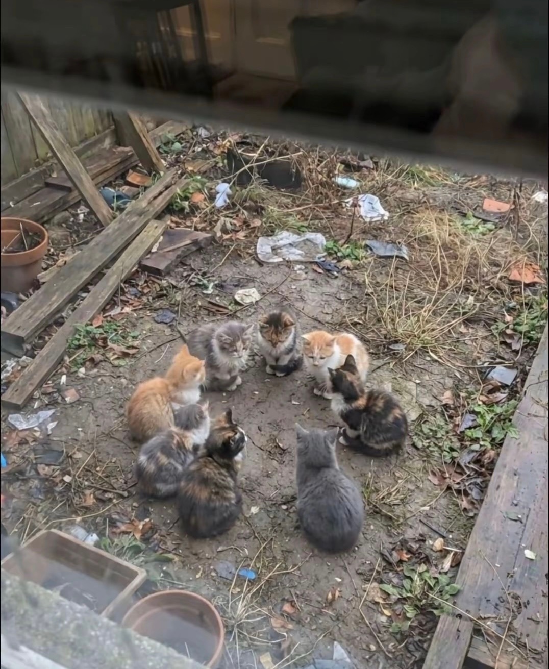 苹果实况你要毁了小猫感觉拍静态的小猫还好，下次试试拍动态的，看看会不会把小猫的形