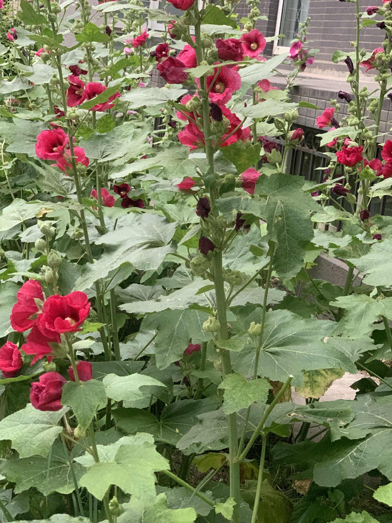 今天拍了蜀葵花
‌蜀葵花大家都不陌生，个头特别高‌，株高能长到 2 到 3 米，