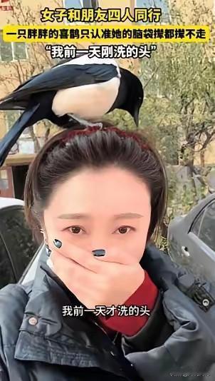 喜鹊落在头顶上，这真是喜从天降！女子逛街，让她没有想到的是，一只喜鹊竟然落在了她