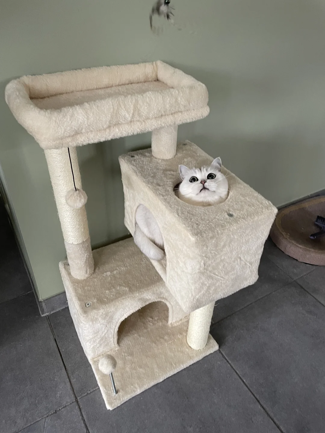 不知道 我的绵绵很可爱