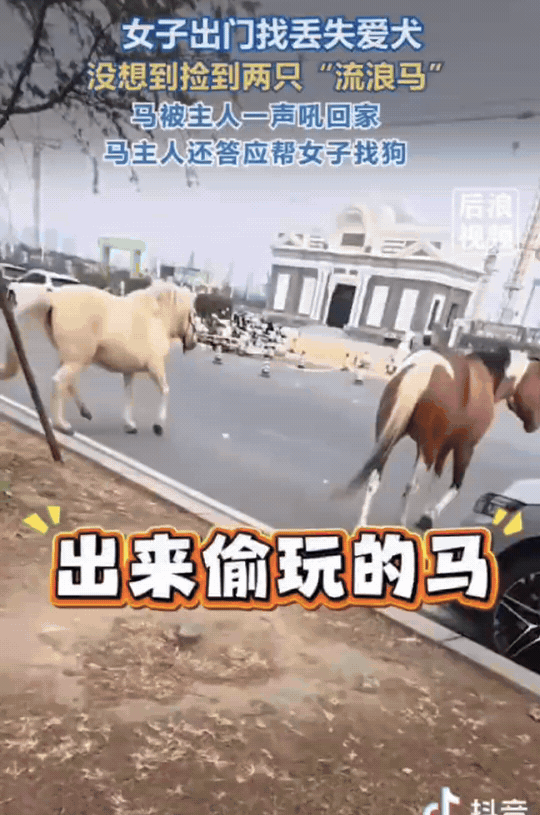 万万没想到！河南郑州，女子出门寻找丢失的狗狗。恰巧遇到两匹流浪马，她很快帮助马找