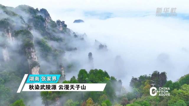 【好美~张家界云海景观如水墨长卷】秋雨初歇，湖南张家界武陵源天子山景区迎来如梦似幻的云海景观