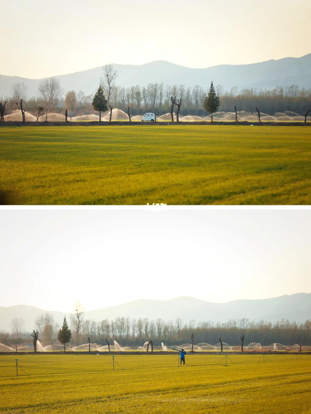 北京冬季的油菜花和麦田🆓秒下江南既视感