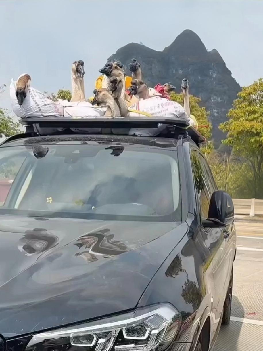 宝马车顶绑21只鸡鸭跑800公里：我看到的不是炫耀，是父母的爱
 
800公里，