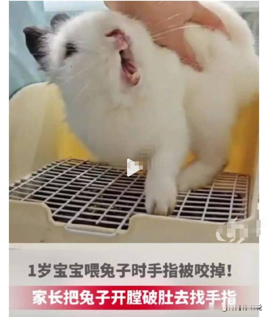 千万不要让小孩子逗兔子。如果兔子咬人的话，那真的太危险了，有可能把孩子的手指给咬