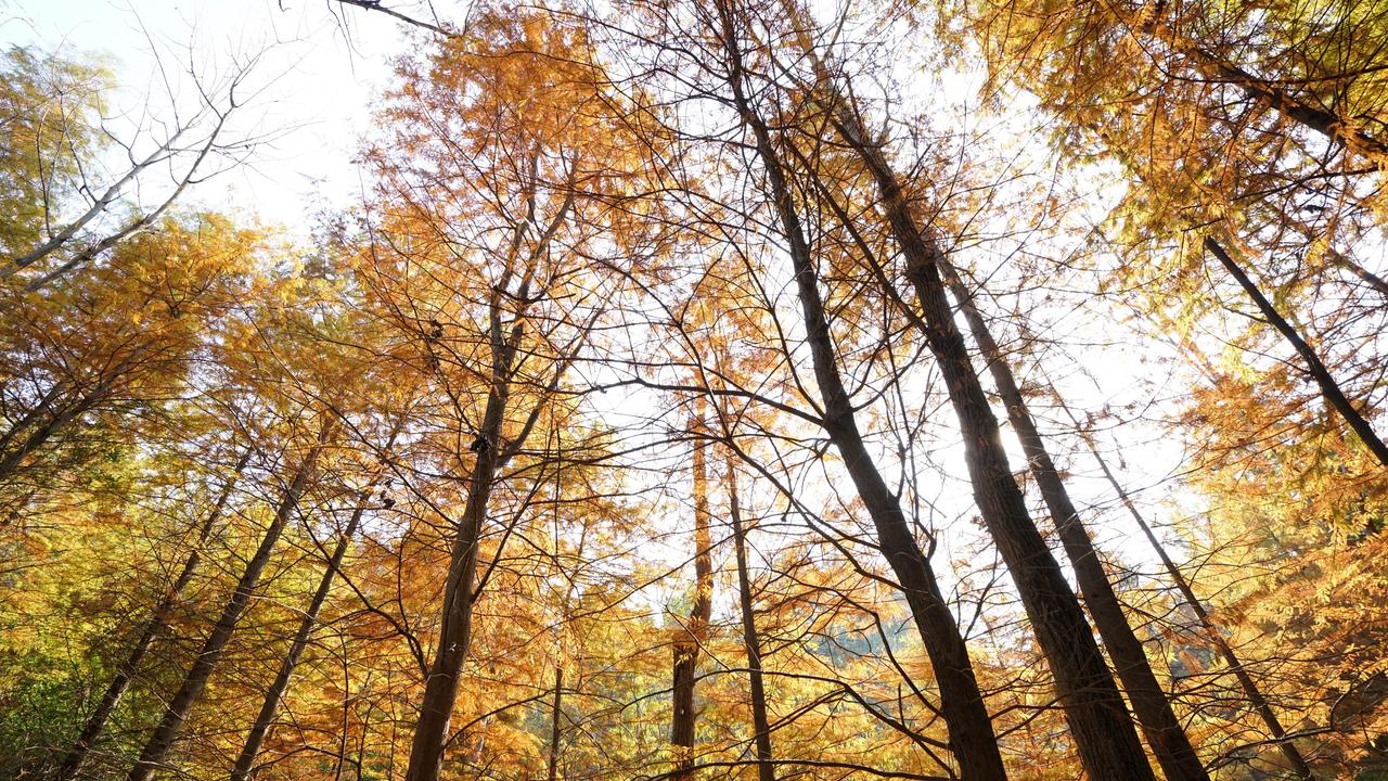 晨光很轻，轻到能托起心底的余温，却托不起一句迟迟未说的，别来无恙🌿