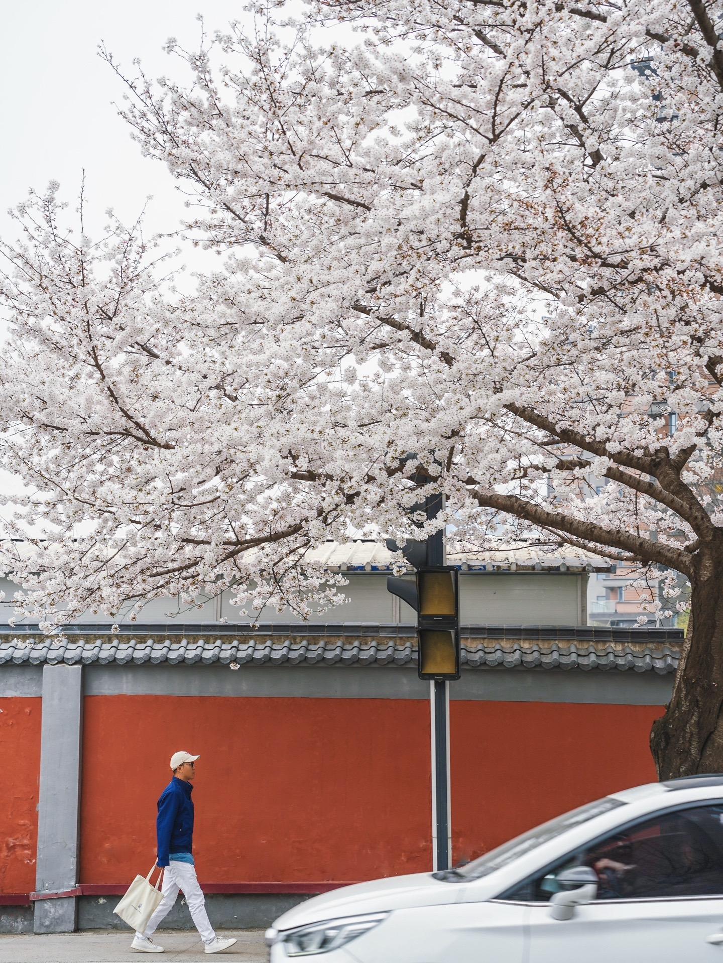 3.23西安曲江早樱开爆了🌸我先拍为敬。西安不缺美的樱花
但红墙和樱花这么有文艺清新氛围感结合的还属实少见
自从曲江这个路口的网红墙与白色早樱出圈后
每年慕名来打卡的人都好多
昨天下午1点去拍的时候一个人都没有
可能好多人今年还不知道已经开了
所以我就先拍为敬啦！
大家趁早去打卡吧！
•
🚇地铁4号线曲江池西站C口，向东步行369米
•
📷拍照打卡机位
⭕️曲江池西路与雁南四路丁字路口东南侧和东北侧（皆为红墙与樱花）还可拍路口背景为樱花的红绿灯
⭕️沿着曲江池西路往北步行至121路「曲江池遗址公园」公交车站牌，这里有几颗白色樱花，有点小复古的
121路小巴与樱花很般配