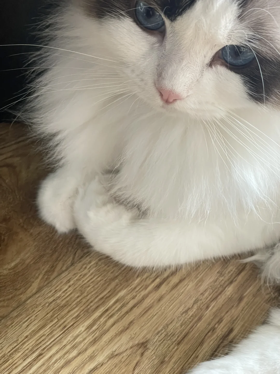 小猫咪和小宝宝 到底有什么区别啊
