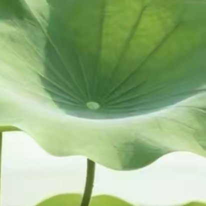 人间最美的温柔，从来静默无声。盛夏繁花静静盛放，不争不抢，不语不喧，默然伫立在山