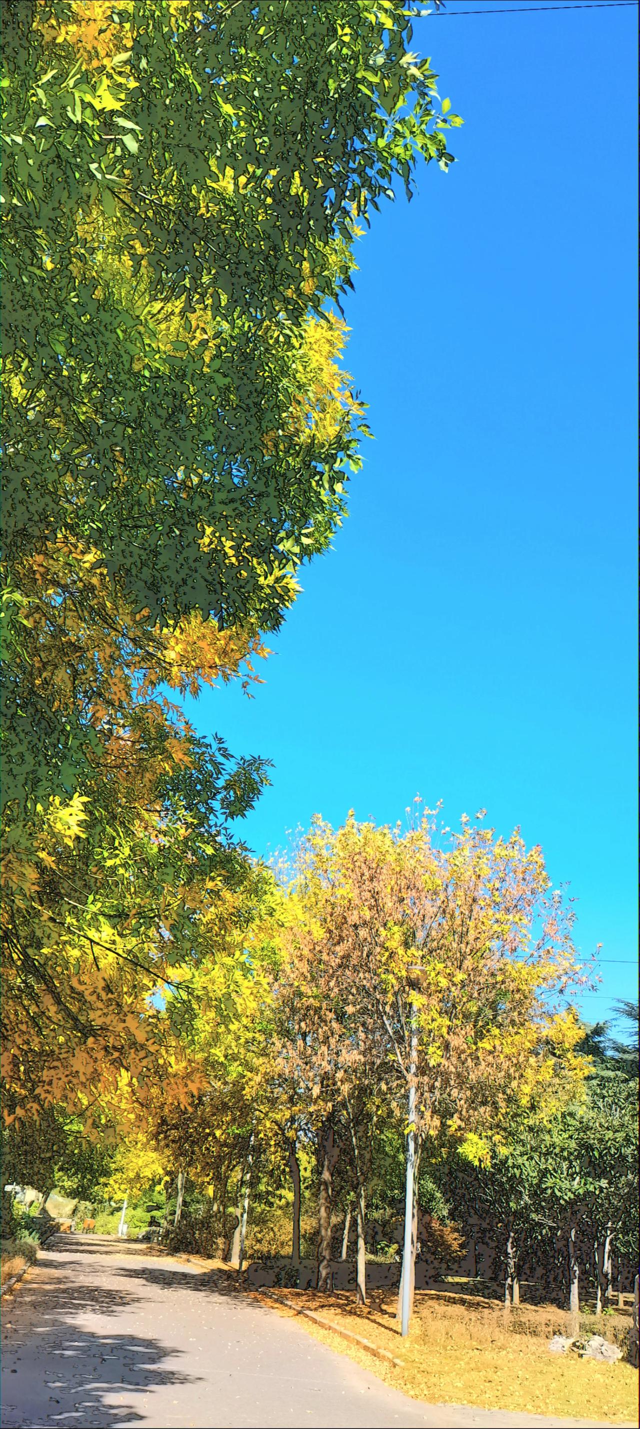 风景无限美，
只是已深秋，
秋景宜人，
但也是万物凋落的前兆，
在失去之前，
何