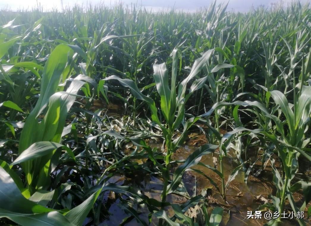 今日末伏，老话“秋粮收不收，全看末伏头”，到底看什么？答案来了
 
老辈常说：秋