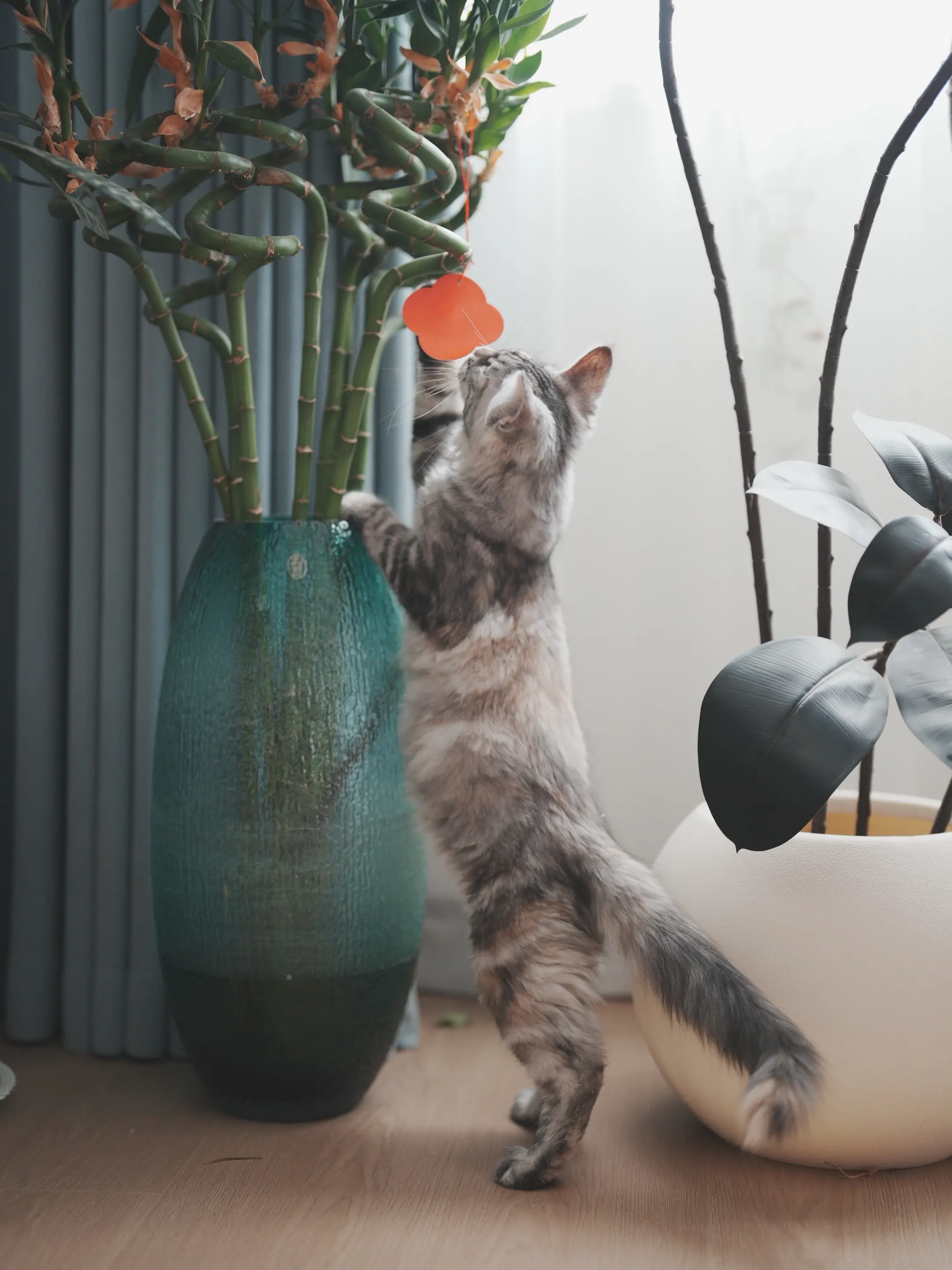 宠物vlog 晒出你的猫 萌宠日常记录 撸猫撸猫
