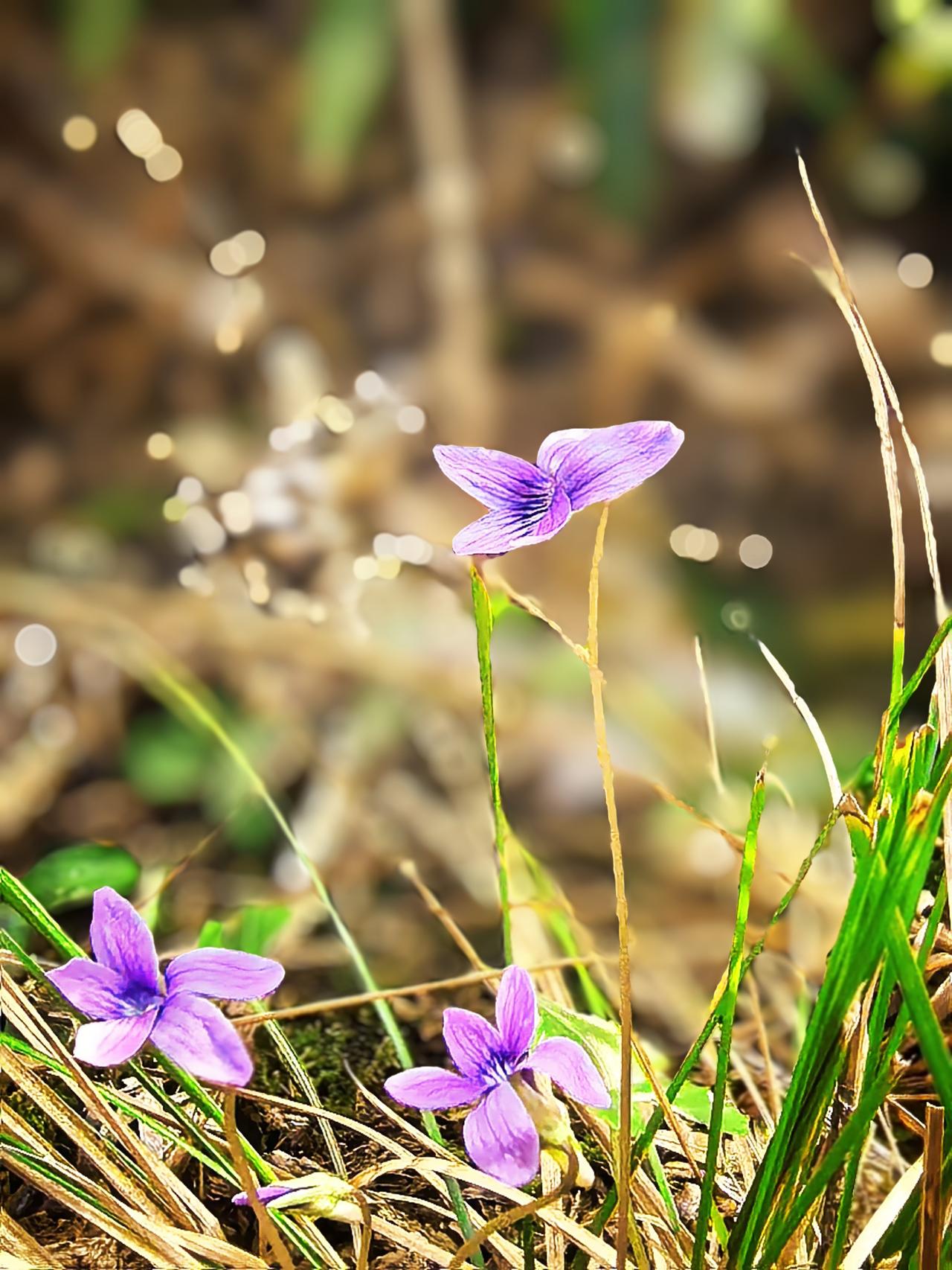 人心，
不是用来驯化的，
而是用来培育的。

驯化的人心，
冰冷如铁，
没了生机