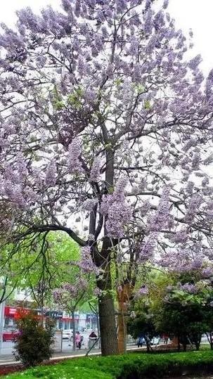 七律.林间慢行
松影摇风覆浅苔，
桐花缀紫向云开。
红阶曲径穿林去，
一袖春香踏