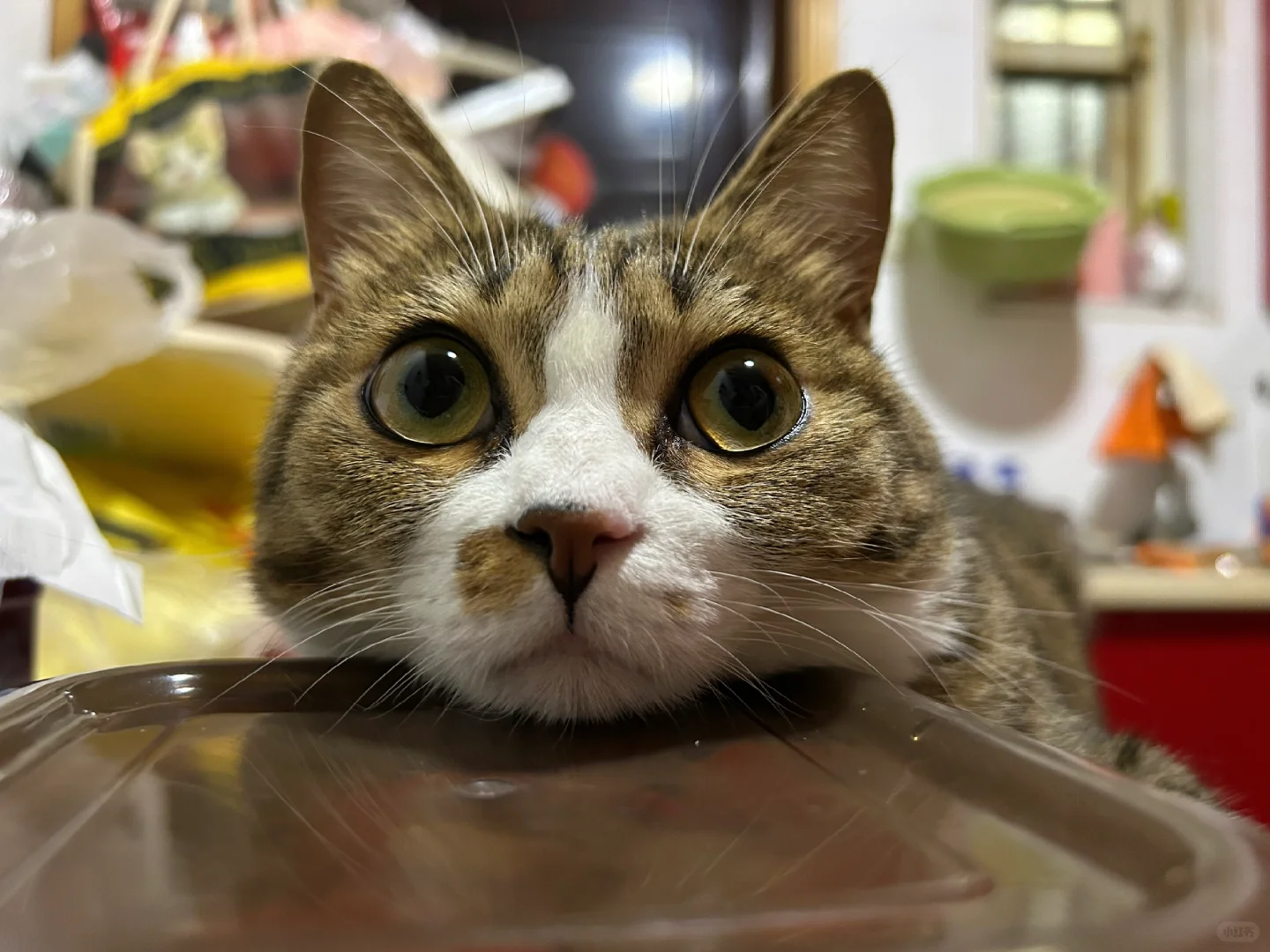 思考喵生…