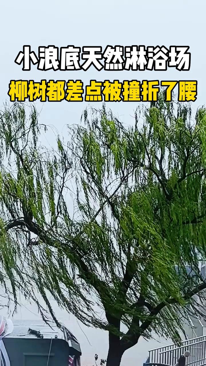 小浪底天然淋浴场，柳树都差点被撞折了腰。